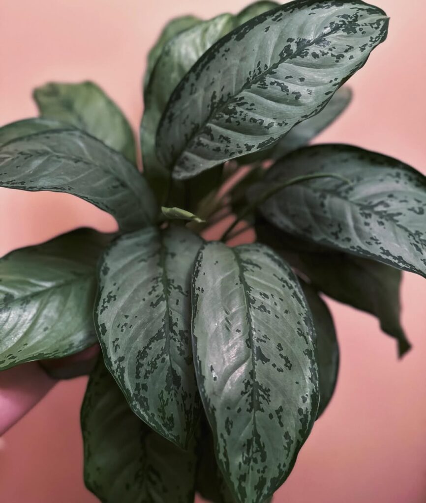 Aglaonema ‘B.J. Freeman