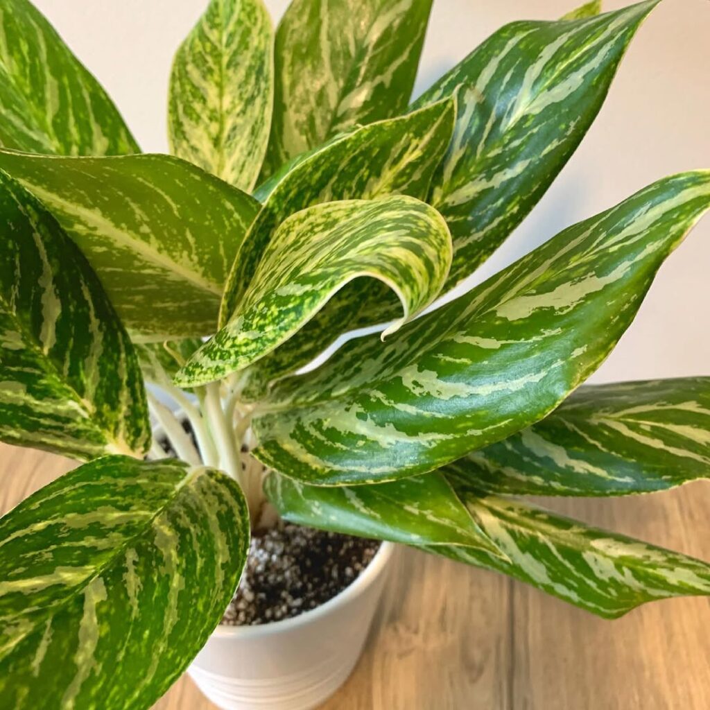 Aglaonema ‘Brilliant