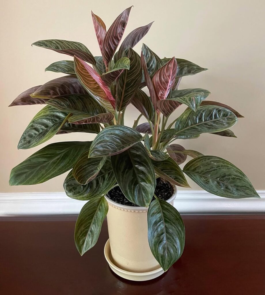 Aglaonema ‘Chocolate