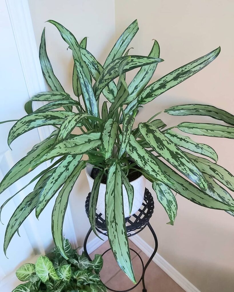 Aglaonema ‘Cutlass