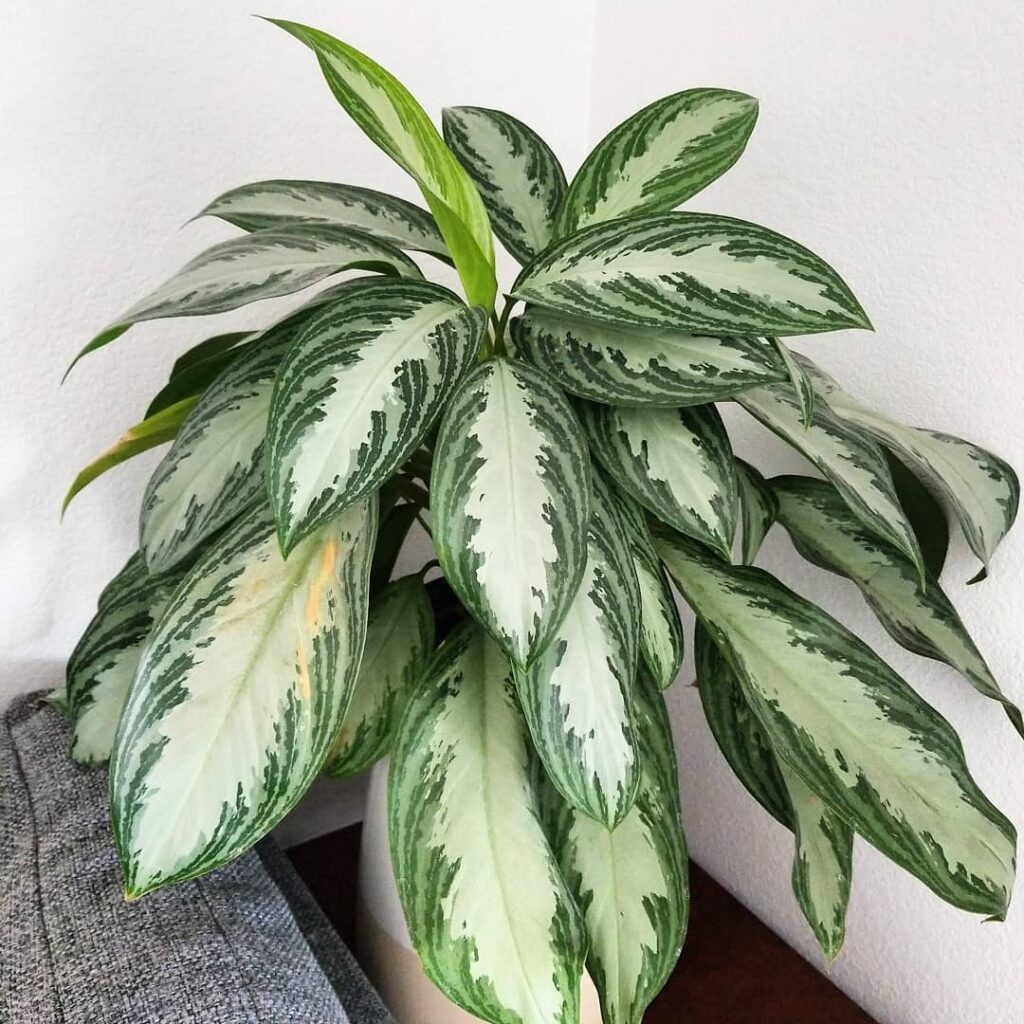 Aglaonema ‘Emerald Bay
