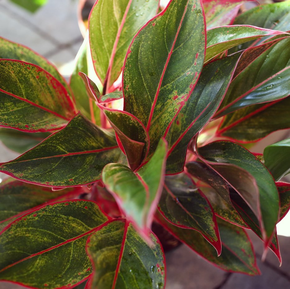 Aglaonema ‘Firecracker