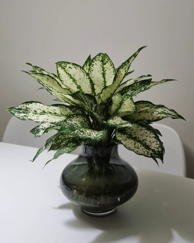 Aglaonema ‘First Diamond
