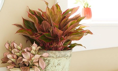 Aglaonema ‘Georgis Ruby