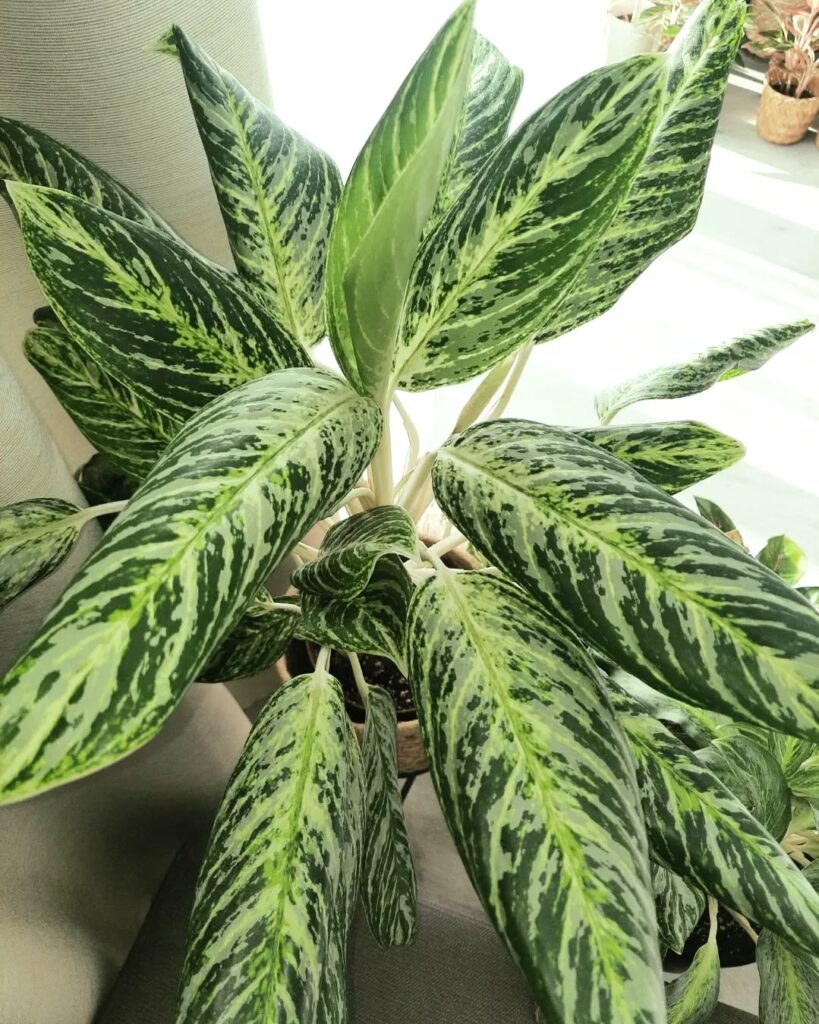 Aglaonema ‘Golden Madonna
