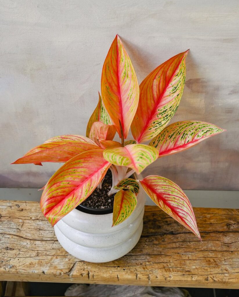 Aglaonema ‘Golden Star