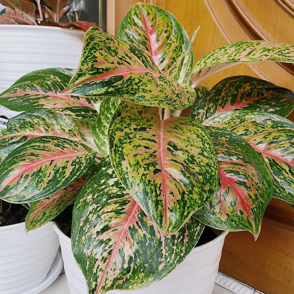 Aglaonema ‘Harlequin
