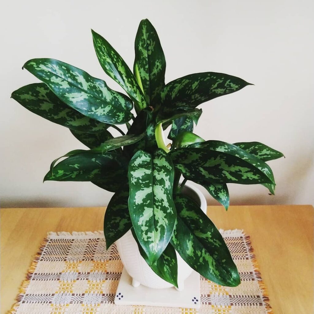 Aglaonema ‘Maria