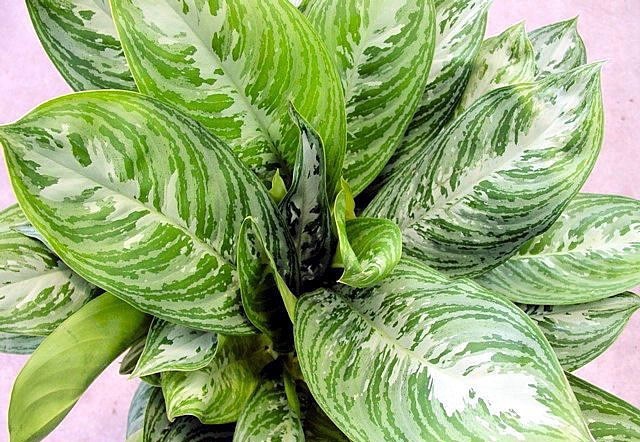 Aglaonema ‘Moonlight Bay