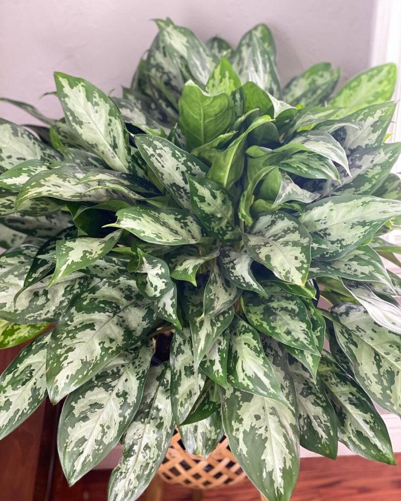 Aglaonema ‘Mystic Marble