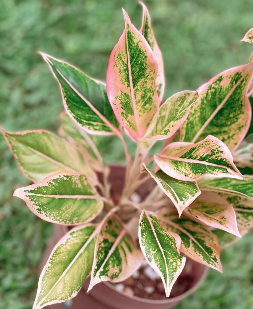 Aglaonema ‘Pink Aurora
