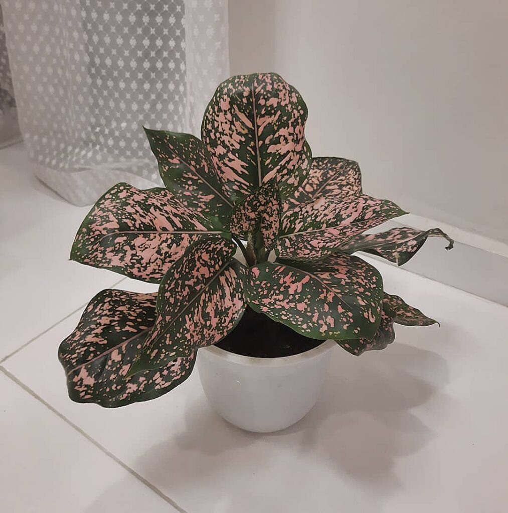 Aglaonema ‘Pink Dalmatian