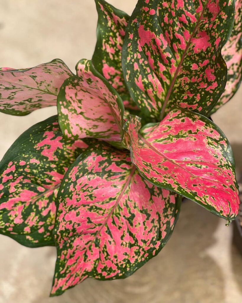 Aglaonema ‘Red Valentine