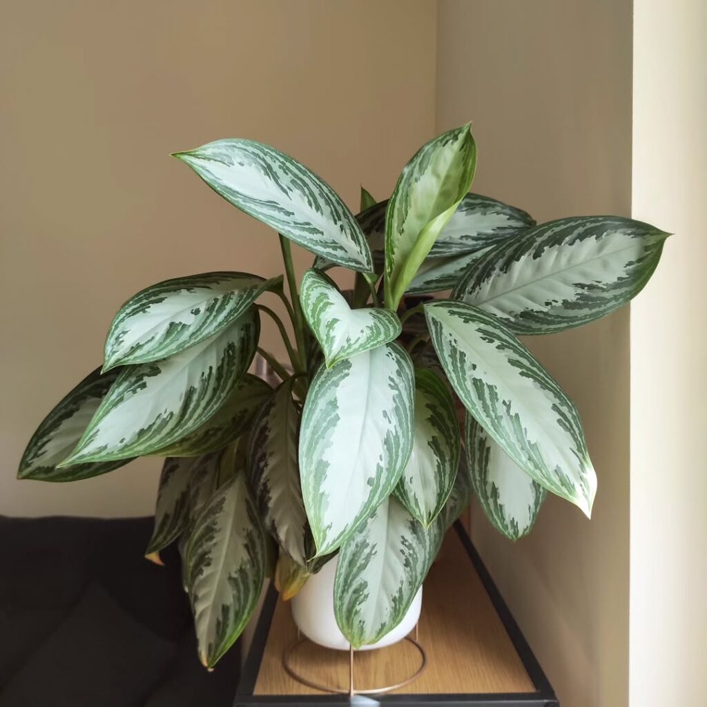 Aglaonema ‘Silver Bay