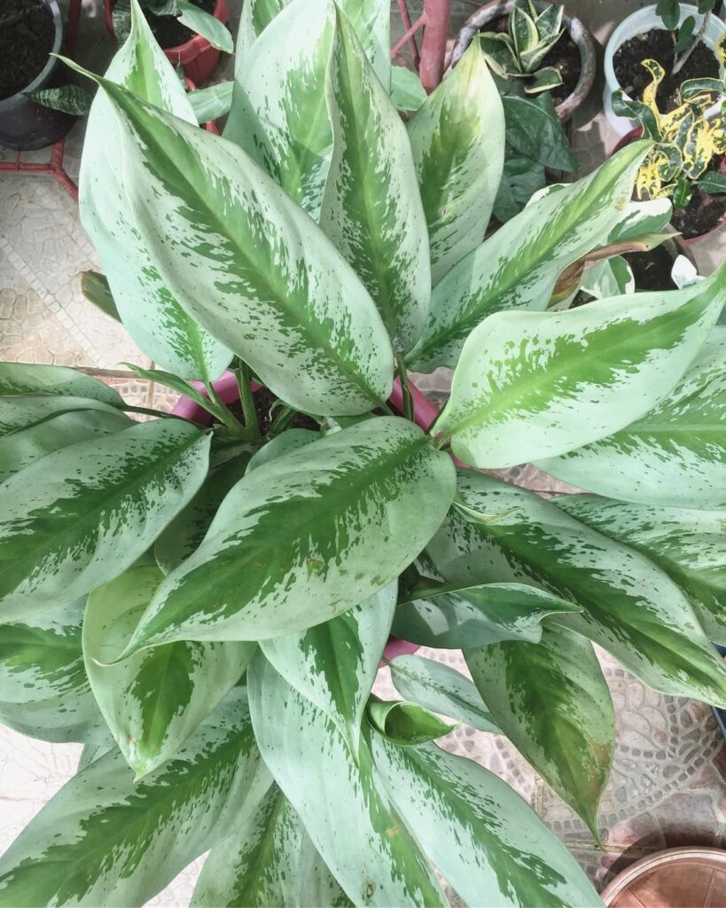 Aglaonema ‘Silver Frost