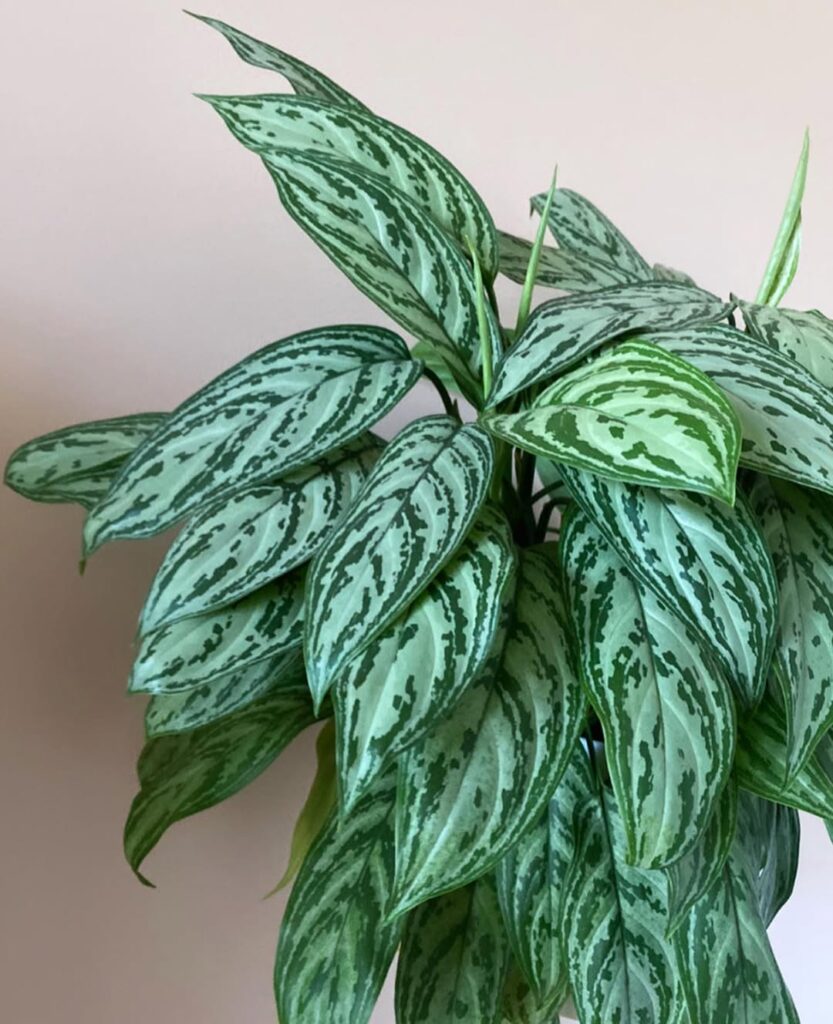 Aglaonema ‘Silver Queen