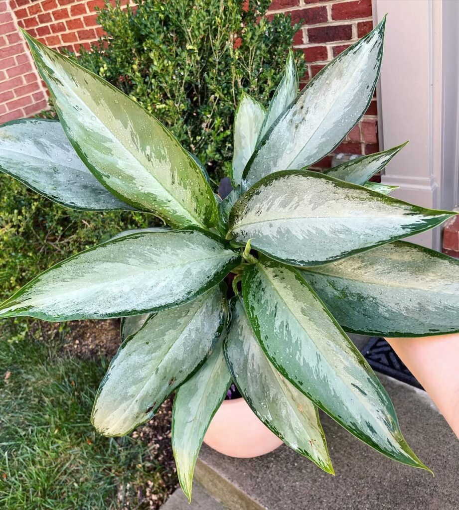 Aglaonema ‘Silverado