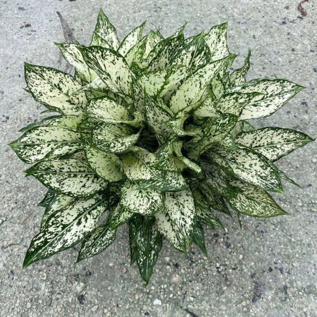 Aglaonema ‘Snow White