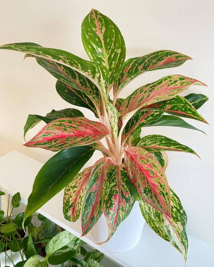 Aglaonema ‘Sparkling Sarah