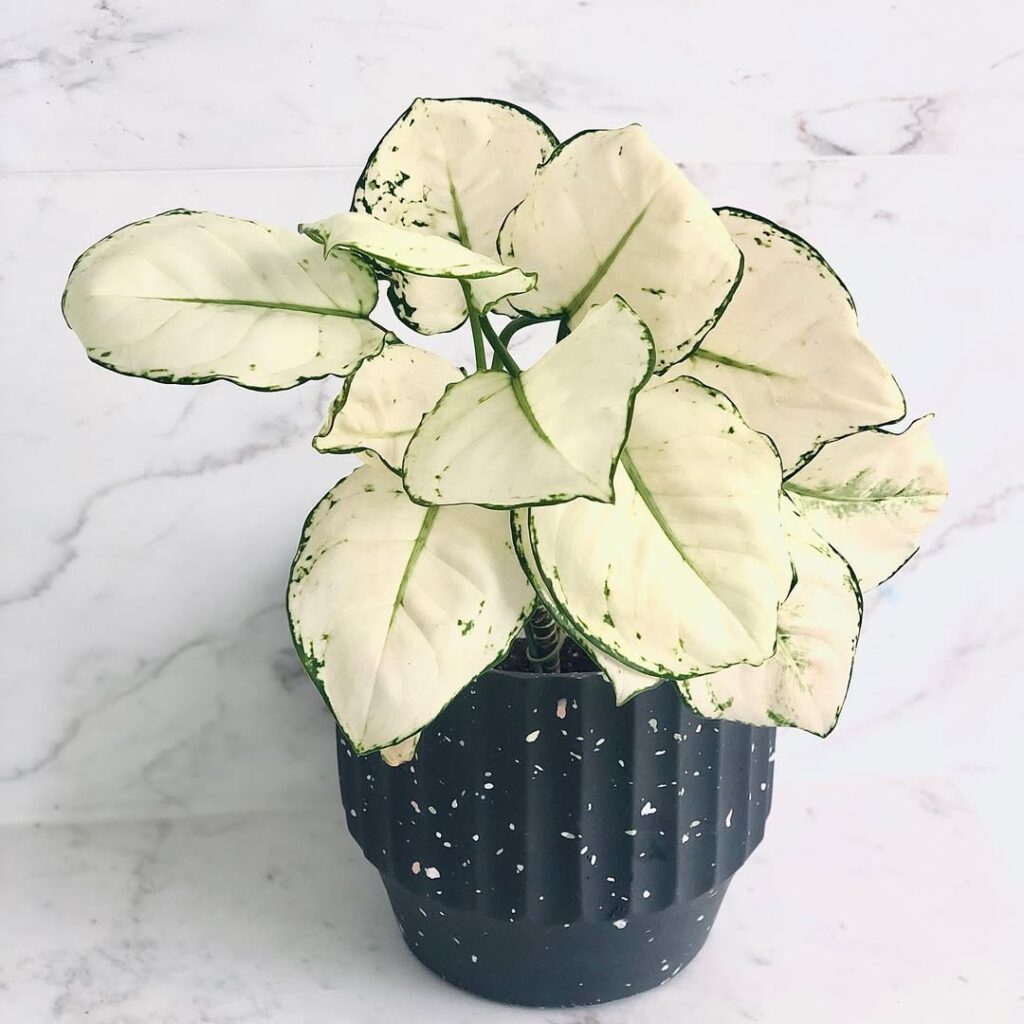 Aglaonema ‘Super White