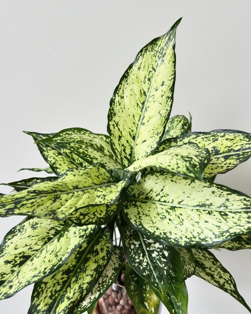 Aglaonema ‘Thai Snowflake