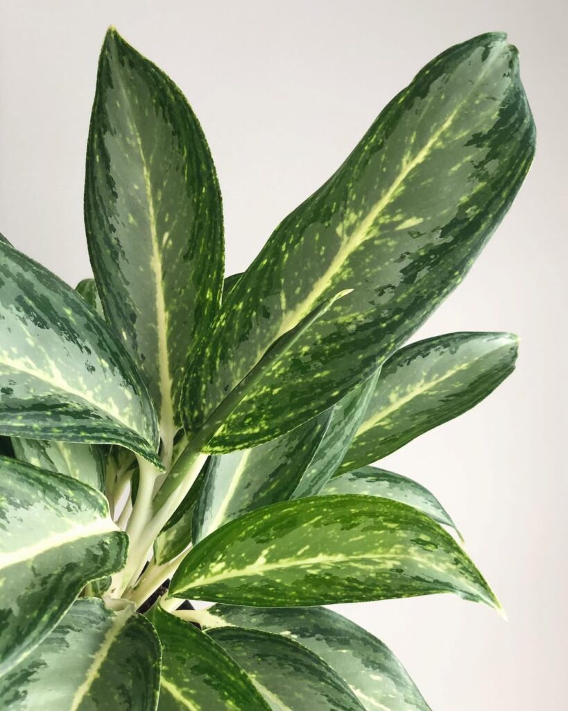Aglaonema ‘White Rain