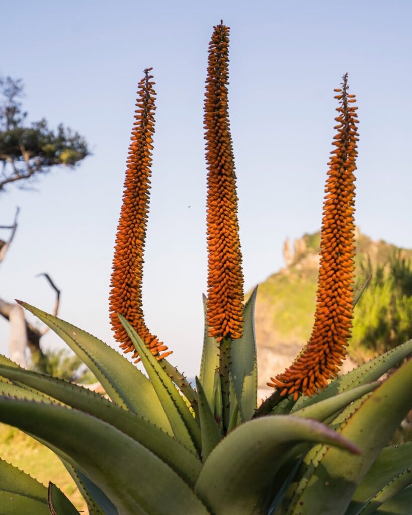 Aloe