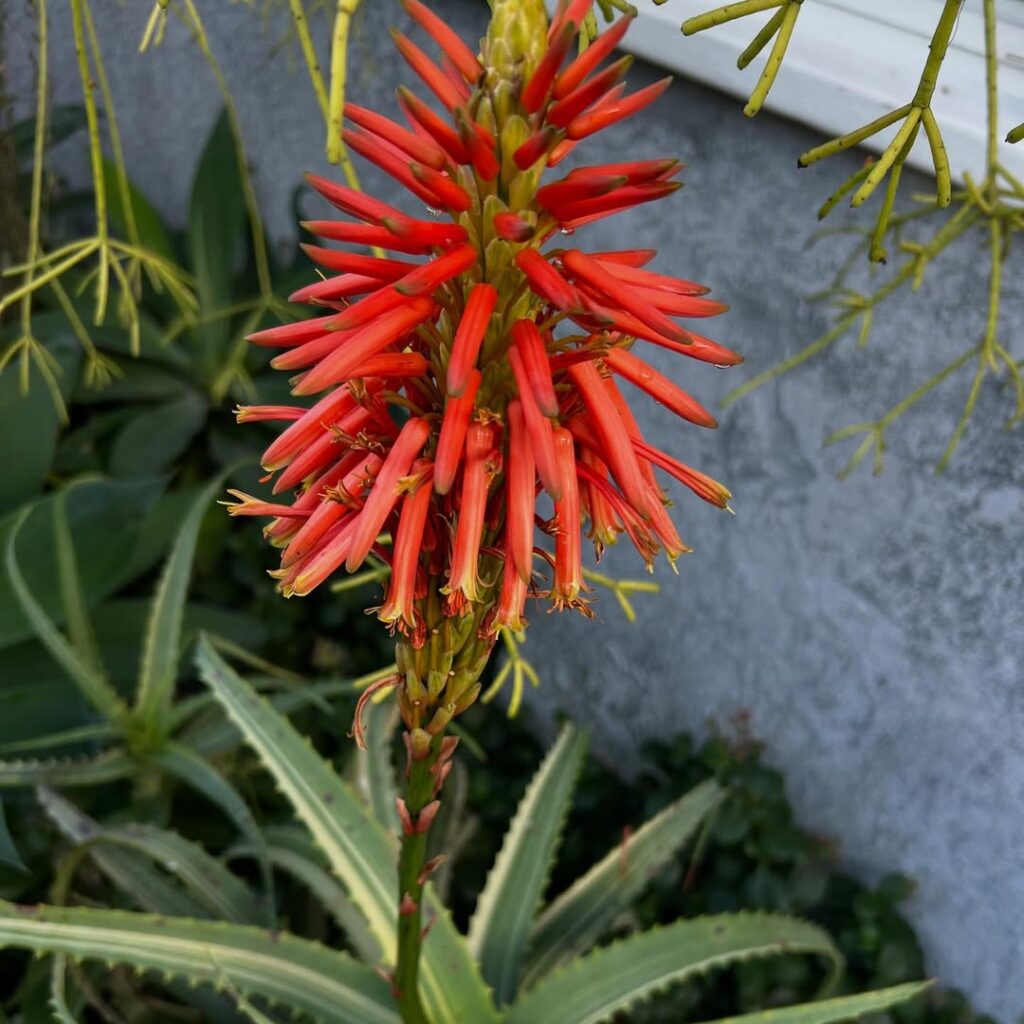 Aloe arborescens