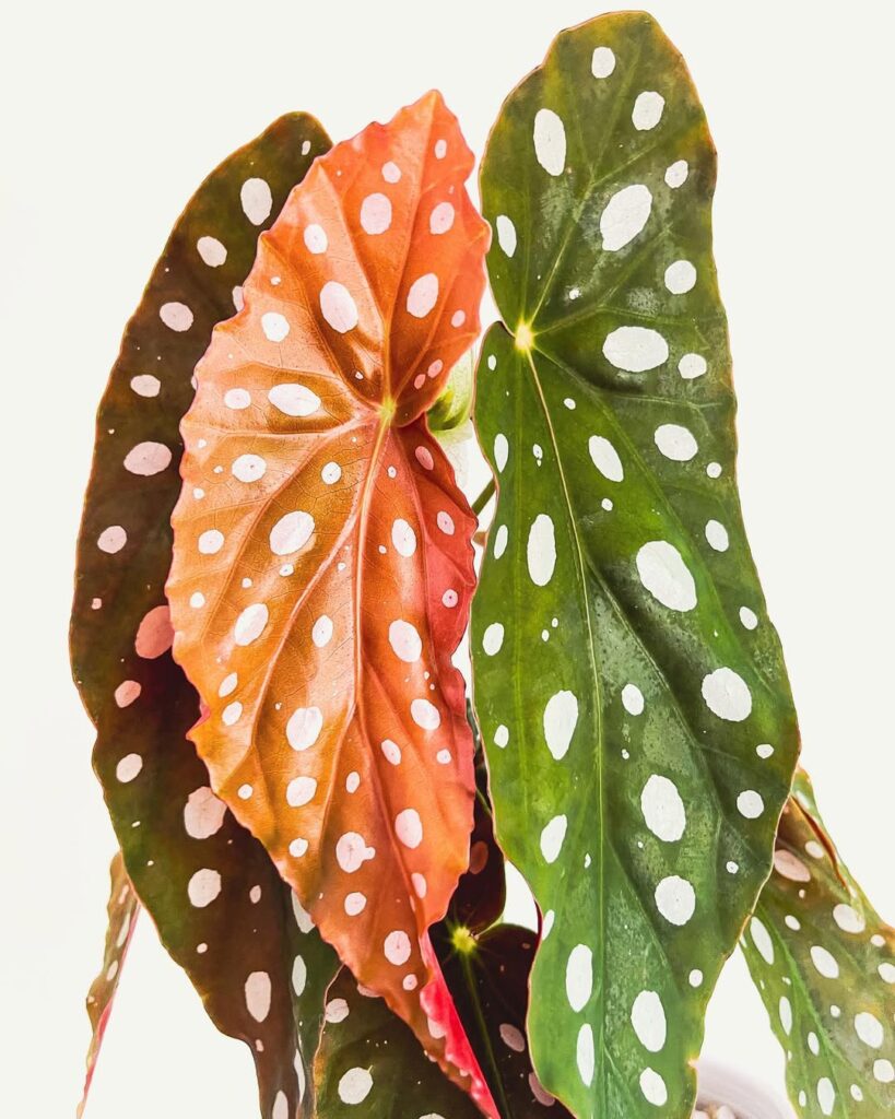 Angel Wing Begonia 1