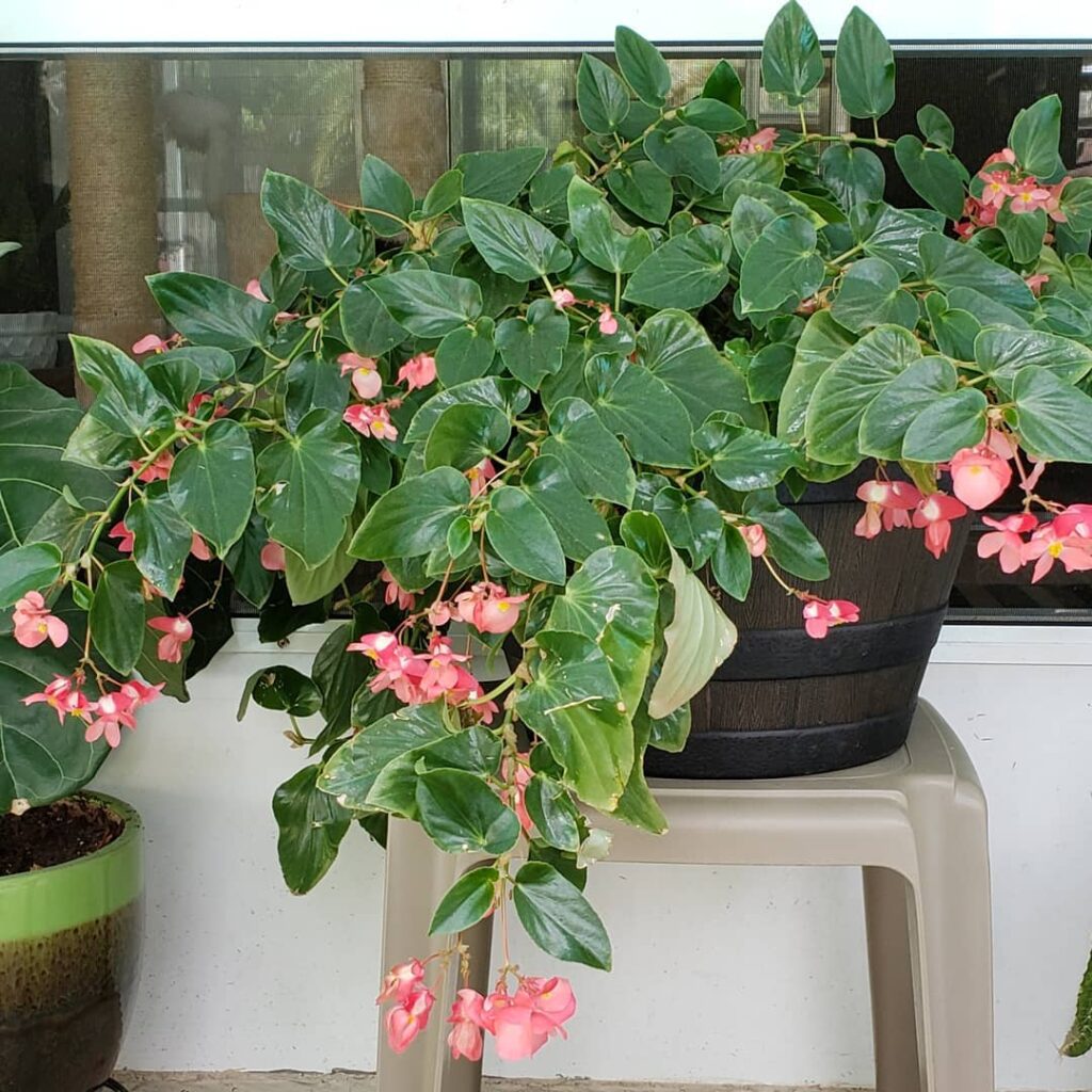 Angel Wing Begonia