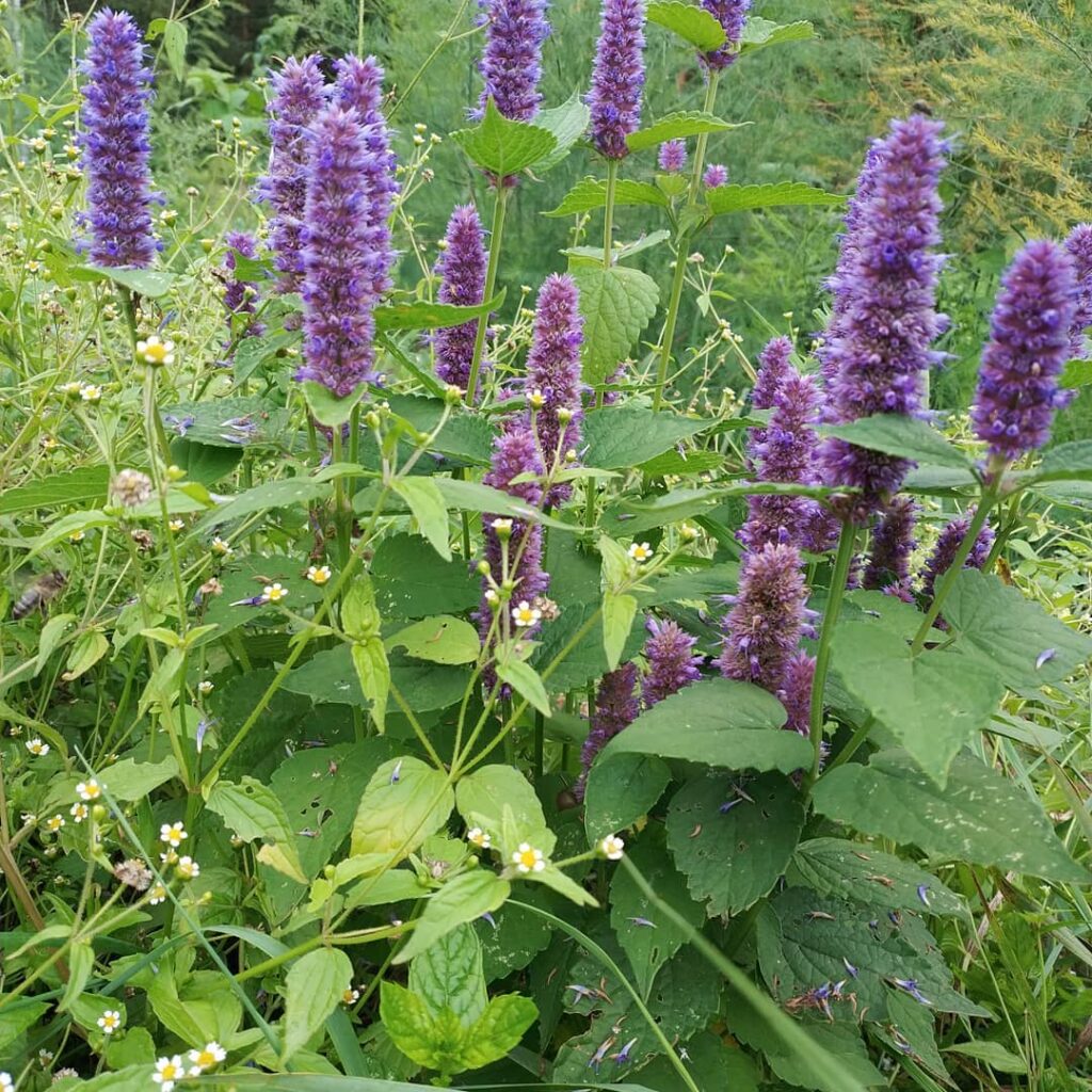Anise Hyssop
