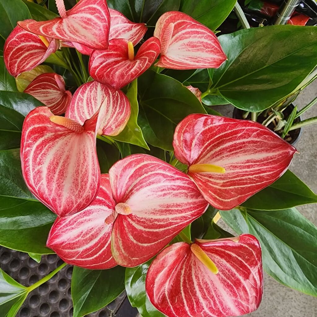 Anthurium Andraeanum