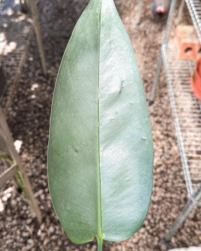 Anthurium Argyrophyllum