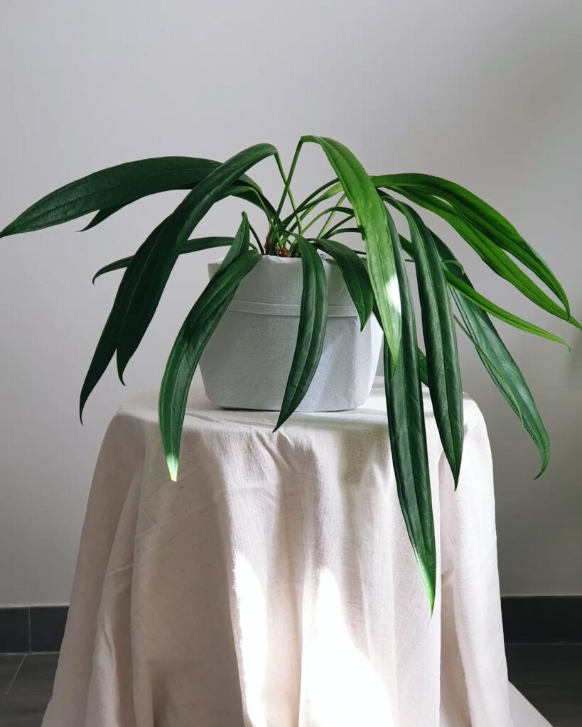 Anthurium Bakeri