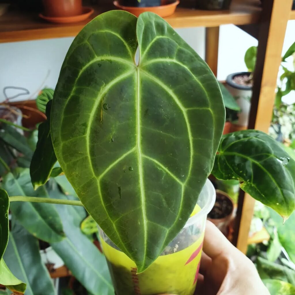 Anthurium Besseae