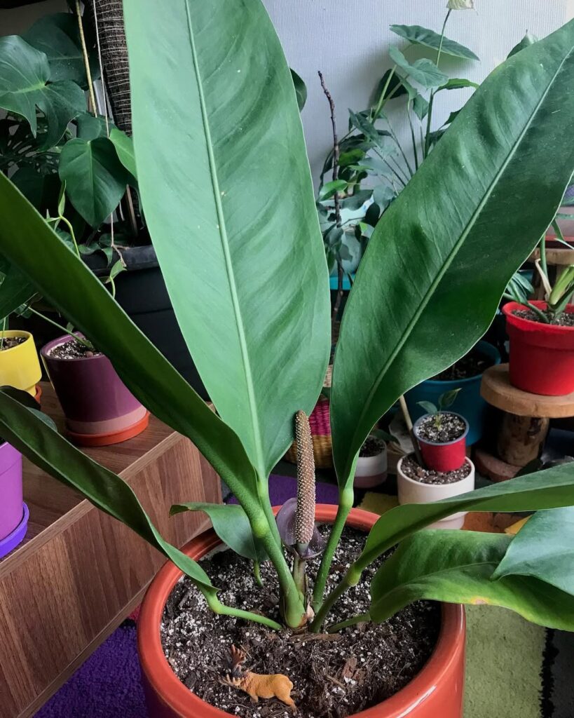 Anthurium Coriaceum