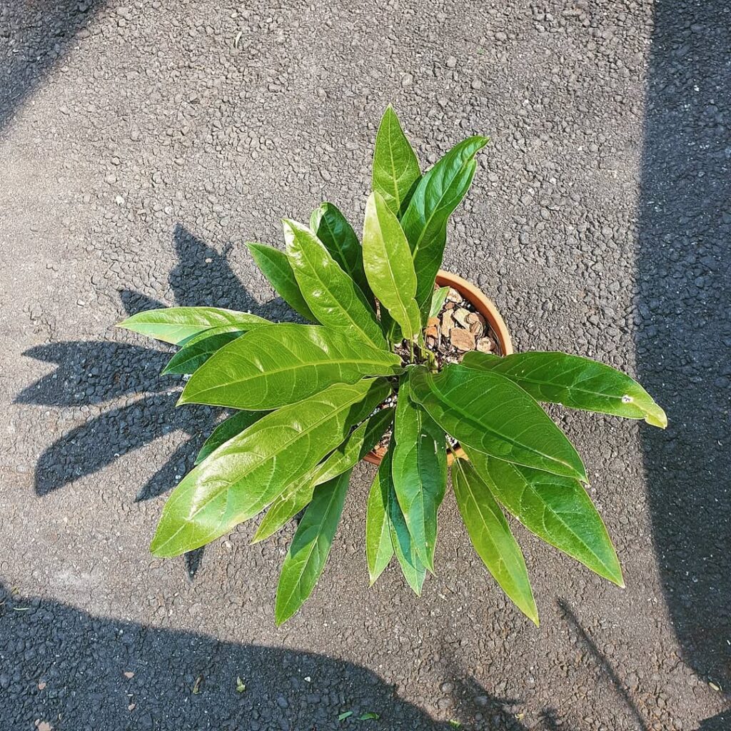 Anthurium Crenatum