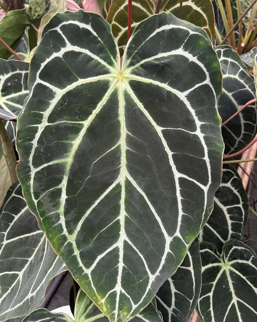 Anthurium Crystallinum