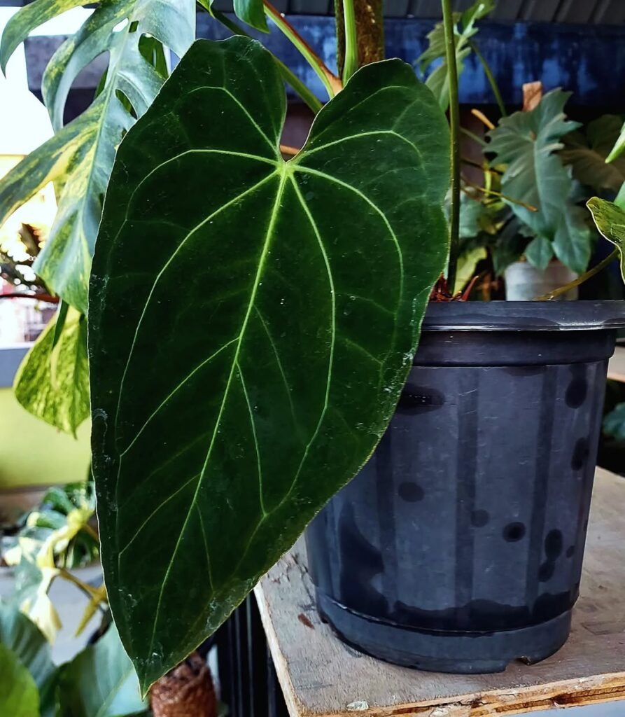 Anthurium Dark Mama