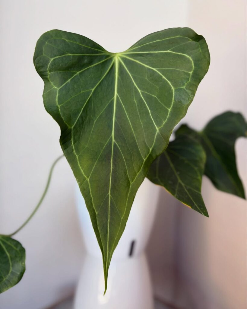 Anthurium Delta Force