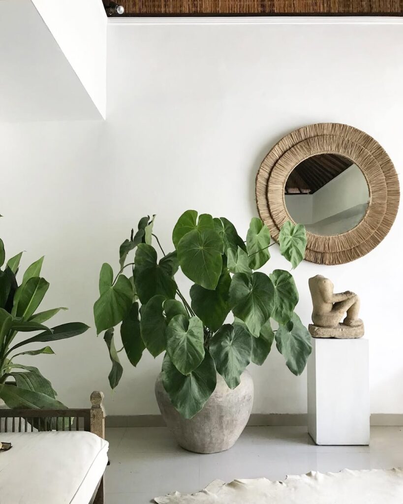 Anthurium Faustomirandae