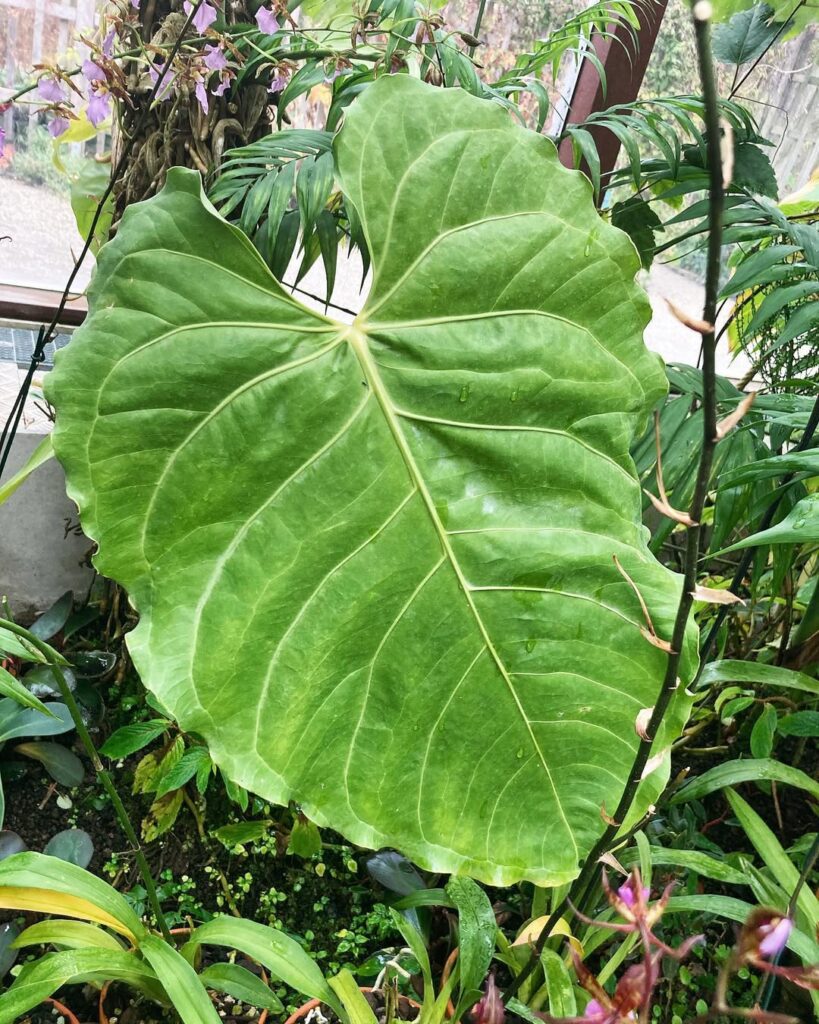 Anthurium Hoffmannii