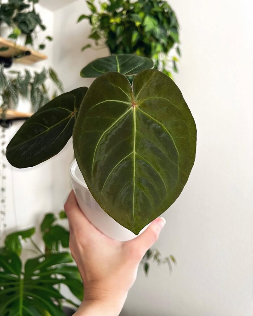 Anthurium Hoffmannii King of Spades