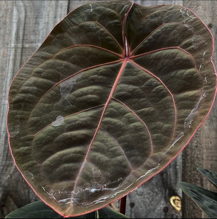 Anthurium Hoffmannii Red Sinus
