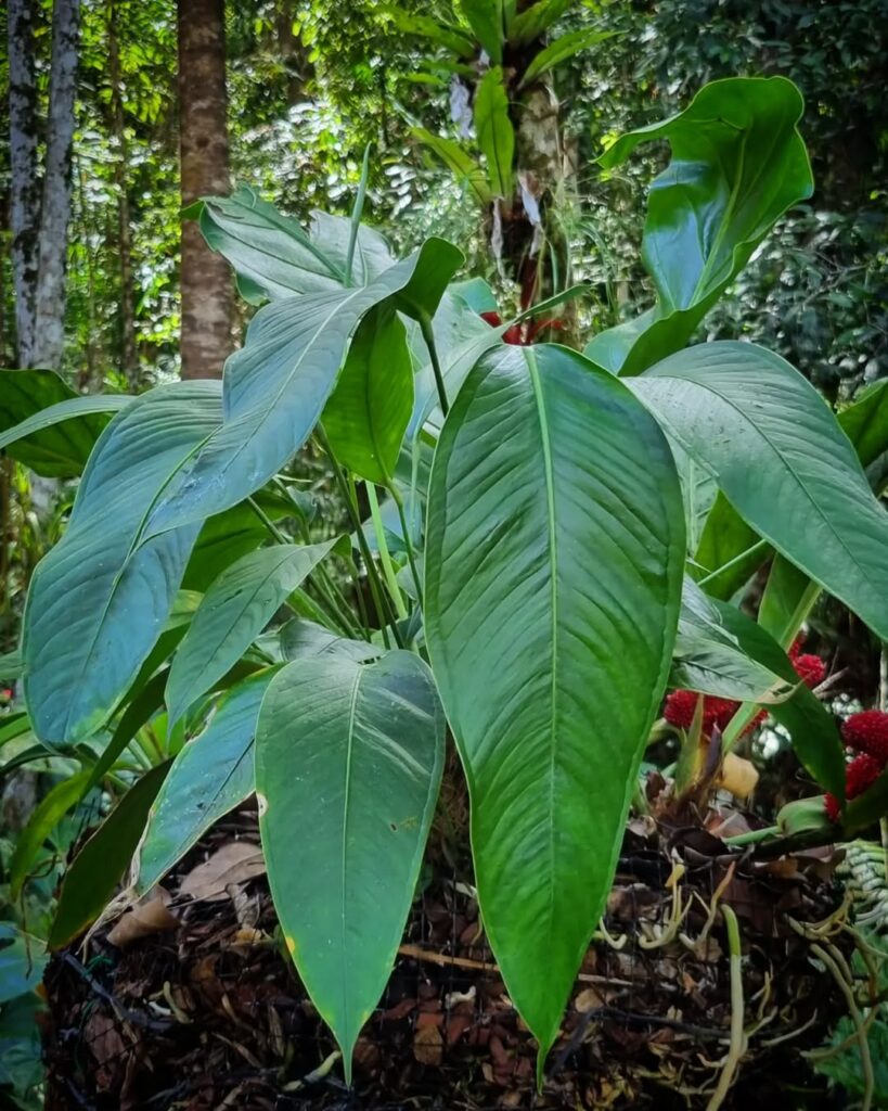 Anthurium Lancifolium