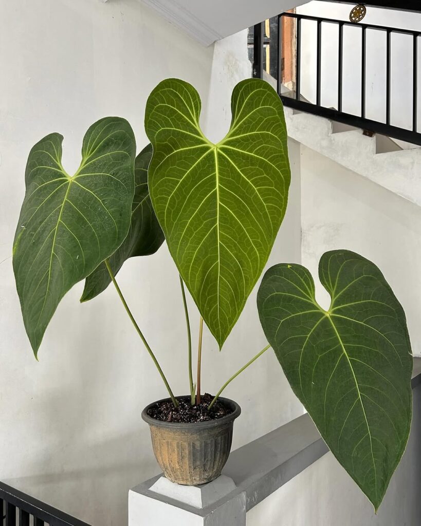 Anthurium Marmoratum