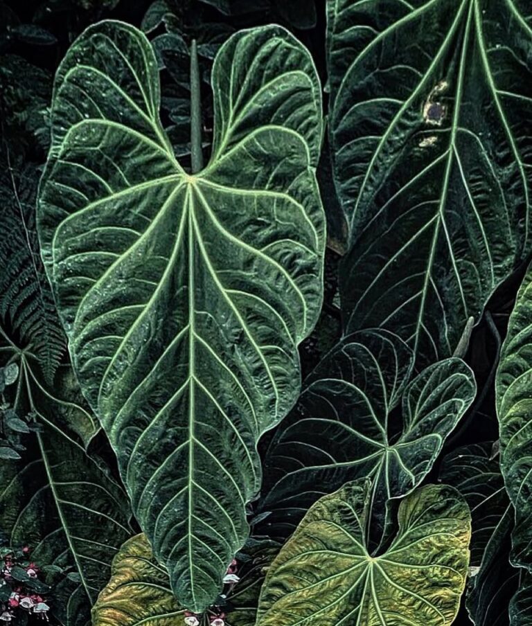 Anthurium metallicum Sämling main image 1