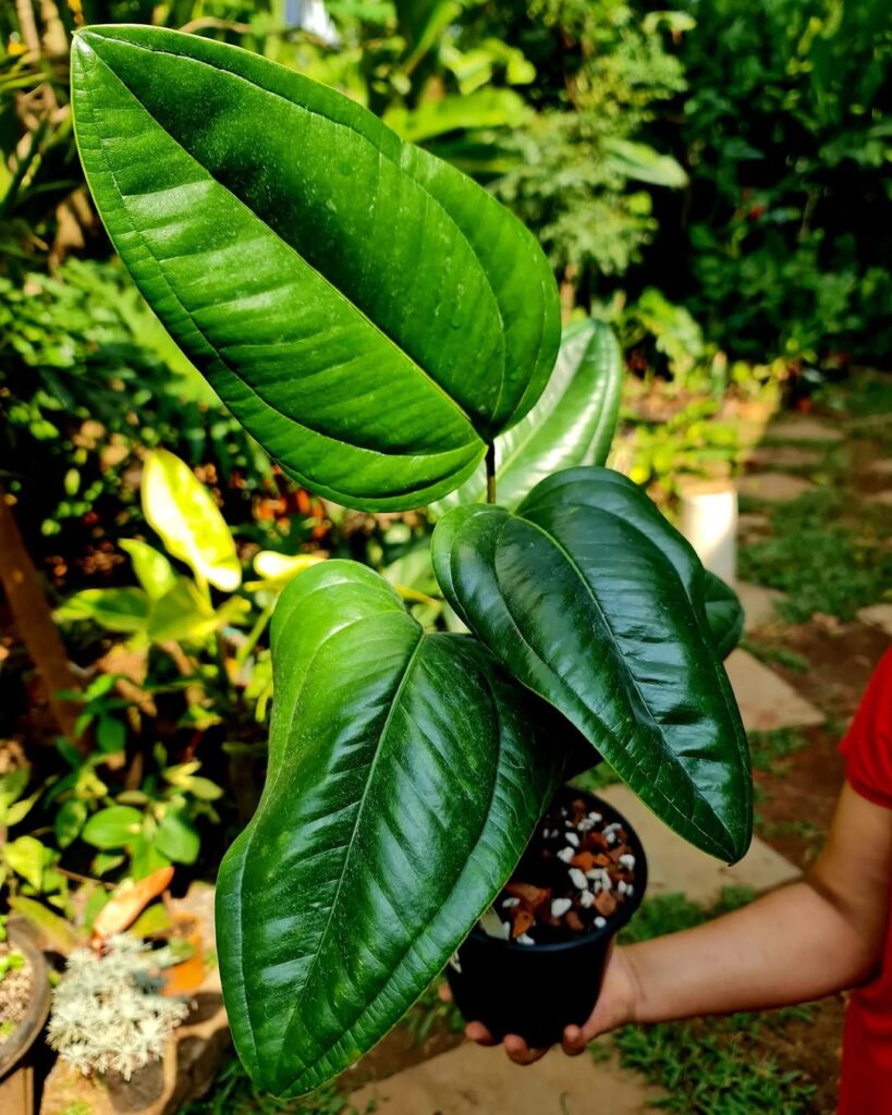 Anthurium Ovatifolium