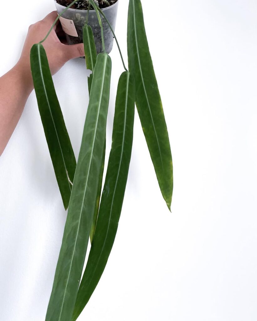 Anthurium Pallidiflorum