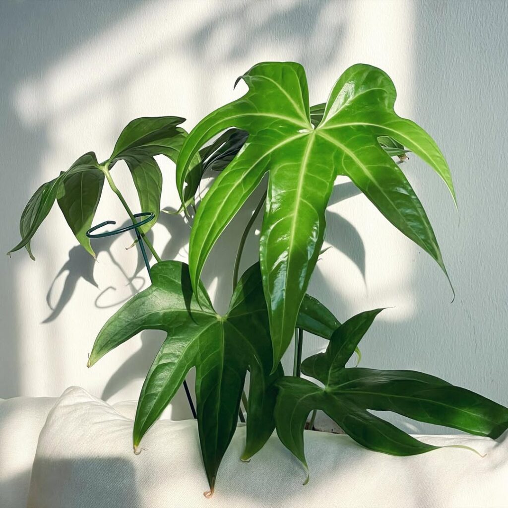 Anthurium Pedatoradiatum